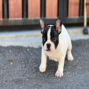 เฟรนช์บลูด็อก เพศเมีย สีครีมหน้าสั้น ใบหูสั้น ขี้เล่น ทรงสวย อายุ 2 ดือน เฟรนช์บ...