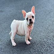 เฟรนช์บลูด็อก เพศเมีย สีครีมหน้าสั้น ใบหูสั้น ขี้เล่น ทรงสวย อายุ 2 ดือน เฟรนช์บ...