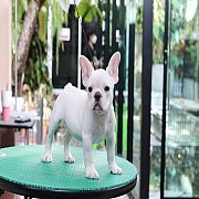 เฟรนช์บลูด็อก เพศผู้ สีครีมหน้าสั้น ใบหูสั้น ขี้เล่น ทรงสวย อายุ 2 ดือน เฟรนช์บล...