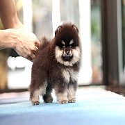 ขายลูกปอมเมอเรเนียน น่ารัก เพศผู้ อายุ 2 เดือน พร้อมย้ายบ้าน สอนการเลี้ยงฟรี สอบ...