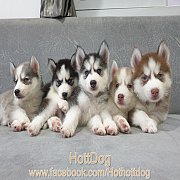 ไซบีเรียน วูลลี่โค้ด เปิดจอง ราคาเบาๆจ้า จัดโปรลดราคาด้วย ฟอร์มสวยทุกตัวจ้า