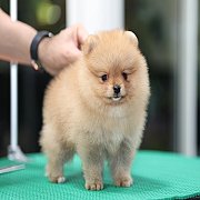 ขายลูกปอมเมอเรเนียน น่ารัก เพศผู้ อายุ 2 เดือน พร้อมย้ายบ้าน สอนการเลี้ยงฟรี สอบ...