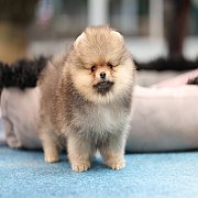 ขายลูกปอมเมอเรเนียน น่ารัก เพศผู้ อายุ 2 เดือน พร้อมย้ายบ้าน สอนการเลี้ยงฟรี สอบ...