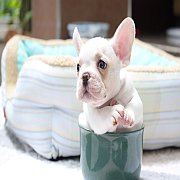 เฟรนช์บลูด็อก เพศเมีย สีครีมหน้าสั้น ใบหูสั้น ขี้เล่น ทรงสวย อายุ 2 ดือน เฟรนช์บ...