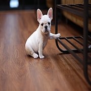 เฟรนช์บลูด็อก เพศเมีย สีครีมหน้าสั้น ใบหูสั้น ขี้เล่น ทรงสวย อายุ 2 ดือน เฟรนช์บ...