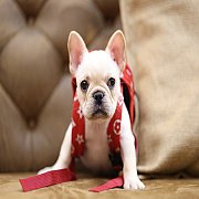 เฟรนช์บลูด็อก เพศเมีย สีครีมหน้าสั้น ใบหูสั้น ขี้เล่น ทรงสวย อายุ 2 ดือน เฟรนช์บ...