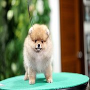 ขายลูกปอมเมอเรเนียน น่ารัก เพศผู้ อายุ 2 เดือน พร้อมย้ายบ้าน สอนการเลี้ยงฟรี สอบ...