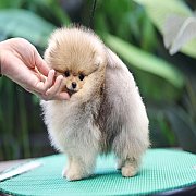 ขายลูกปอมเมอเรเนียน น่ารัก เพศเมีย อายุ 2เดือน พร้อมย้ายบ้าน สอนการเลี้ยงฟรี สอบ...