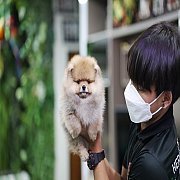 ขายลูกปอมเมอเรเนียน น่ารัก เพศผู้ อายุ 2 เดือน พร้อมย้ายบ้าน สอนการเลี้ยงฟรี สอบ...