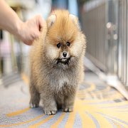 ขายลูกปอมเมอเรเนียน น่ารัก เพศผู้ อายุ 2 เดือน พร้อมย้ายบ้าน สอนการเลี้ยงฟรี สอบ...