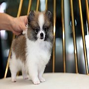 ขายลูกปอมเมอเรเนียน น่ารัก เพศเมีย อายุ 2เดือน พร้อมย้ายบ้าน สอนการเลี้ยงฟรี สอบ...