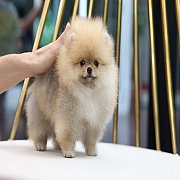 ขายลูกปอมเมอเรเนียน น่ารัก เพศเมีย อายุ 2เดือน พร้อมย้ายบ้าน สอนการเลี้ยงฟรี สอบ...