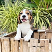 ปิดการขาย เด็กๆได้บ้านใหม่กันหมดแล้วค่าา