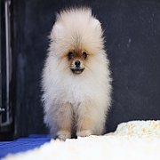 ขายลูกปอมเมอเรเนียน น่ารัก เพศผู้ อายุ 2 เดือน พร้อมย้ายบ้าน สอนการเลี้ยงฟรี สอบ...