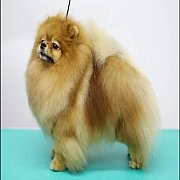 แบ่งจำหน่ายตัวเมียสายเลือด อเมรกันแชมป์ ไทยแชม์ หน้าหมี ขาใหญ่บางโอกาส(หมาสาว,หม...