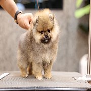 ขายลูกปอมเมอเรเนียน น่ารัก เพศผู้ อายุ 2 เดือน พร้อมย้ายบ้าน สอนการเลี้ยงฟรี สอบ...