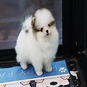 ขายลูกปอมเมอเรเนียน น่ารัก เพศผู้ อายุ 2 เดือน พร้อมย้ายบ้าน สอนการเลี้ยงฟรี สอบ...