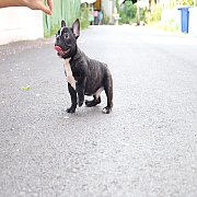 เฟรนช์บลูด็อก เพศผู้ สีครีมหน้าสั้น ใบหูสั้น ขี้เล่น ทรงสวย อายุ 2 ดือน เฟรนช์บล...