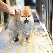 ขายลูกปอมเมอเรเนียน น่ารัก เพศผู้ อายุ 2 เดือน พร้อมย้ายบ้าน สอนการเลี้ยงฟรี สอบ...