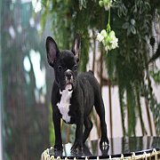 เฟรนช์บลูด็อก เพศเมีย หน้าสั้น ใบหูสั้น ขี้เล่น ทรงสวย อายุ 2 ดือน เฟรนช์บลูด็อก...