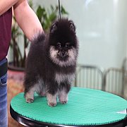 ขายลูกปอมเมอเรเนียน น่ารัก เพศผู้ อายุ 2 เดือน พร้อมย้ายบ้าน สอนการเลี้ยงฟรี สอบ...