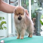 ขายลูกปอมเมอเรเนียน น่ารัก เพศผู้ อายุ 2 เดือน พร้อมย้ายบ้าน สอนการเลี้ยงฟรี สอบ...