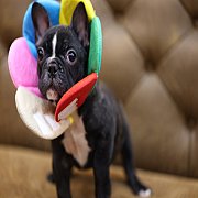 เฟรนช์บลูด็อก เพศเมีย สีครีมหน้าสั้น ใบหูสั้น ขี้เล่น ทรงสวย อายุ 2 ดือน เฟรนช์บ...