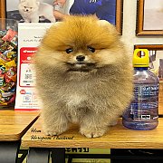 ขายลูกปอมเมอเรเนียน น่ารัก เพศผู้ อายุ 2 เดือน พร้อมย้ายบ้าน สอนการเลี้ยงฟรี สอบ...