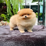 ขายลูกปอมเมอเรเนียน น่ารัก เพศเมีย อายุ 2เดือน พร้อมย้ายบ้าน สอนการเลี้ยงฟรี สอบ...