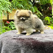 ขายลูกปอมเมอเรเนียน น่ารัก เพศเมีย อายุ 2เดือน พร้อมย้ายบ้าน สอนการเลี้ยงฟรี สอบ...