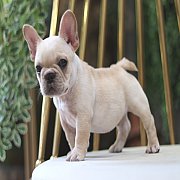 เฟรนช์บลูด็อก เพศผู้ สีครีมหน้าสั้น ใบหูสั้น ขี้เล่น ทรงสวย อายุ 2 ดือน เฟรนช์บล...
