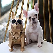 เฟรนช์บลูด็อก เพศเมีย สีครีมหน้าสั้น ใบหูสั้น ขี้เล่น ทรงสวย อายุ 2 ดือน เฟรนช์บ...