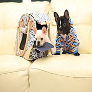 เฟรนช์บลูด็อก เพศผู้ สีครีมหน้าสั้น ใบหูสั้น ขี้เล่น ทรงสวย อายุ 2 ดือน เฟรนช์บล...