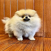 ขายลูกปอมเมอเรเนียน น่ารัก เพศผู้ อายุ 2 เดือน พร้อมย้ายบ้าน สอนการเลี้ยงฟรี สอบ...