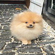 ขายลูกปอมเมอเรเนียน น่ารัก เพศผู้ อายุ 2 เดือน พร้อมย้ายบ้าน สอนการเลี้ยงฟรี สอบ...