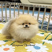 ขายลูกปอมเมอเรเนียน น่ารัก เพศผู้ อายุ 2 เดือน พร้อมย้ายบ้าน สอนการเลี้ยงฟรี สอบ...