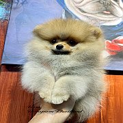 ขายลูกปอมเมอเรเนียน น่ารัก เพศผู้ อายุ 2 เดือน พร้อมย้ายบ้าน สอนการเลี้ยงฟรี สอบ...