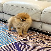 ขายลูกปอมเมอเรเนียน น่ารัก เพศเมีย อายุ 2เดือน พร้อมย้ายบ้าน สอนการเลี้ยงฟรี สอบ...