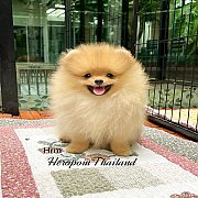 ขายลูกปอมเมอเรเนียน น่ารัก เพศผู้ อายุ 2 เดือน พร้อมย้ายบ้าน สอนการเลี้ยงฟรี สอบ...