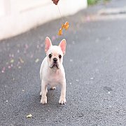 เฟรนช์บลูด็อก เพศผู้ สีครีมหน้าสั้น ใบหูสั้น ขี้เล่น ทรงสวย อายุ 2 ดือน เฟรนช์บล...