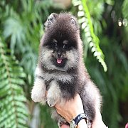 ขายลูกปอมเมอเรเนียน น่ารัก เพศผู้ อายุ 2 เดือน พร้อมย้ายบ้าน สอนการเลี้ยงฟรี สอบ...