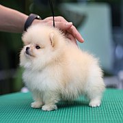 ขายลูกปอมเมอเรเนียน น่ารัก เพศผู้ อายุ 2 เดือน พร้อมย้ายบ้าน สอนการเลี้ยงฟรี สอบ...