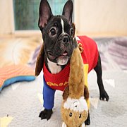 เฟรนช์บลูด็อก เพศผู้ สีครีมหน้าสั้น ใบหูสั้น ขี้เล่น ทรงสวย อายุ 2 ดือน เฟรนช์บล...