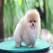 ขายลูกปอมเมอเรเนียน น่ารัก เพศผู้ อายุ 2 เดือน พร้อมย้ายบ้าน สอนการเลี้ยงฟรี สอบ...