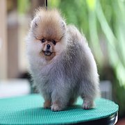 ขายลูกปอมเมอเรเนียน น่ารัก เพศผู้ อายุ 2 เดือน พร้อมย้ายบ้าน สอนการเลี้ยงฟรี สอบ...