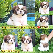 ชิสุแท้ เกรดสวย 