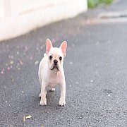 เฟรนช์บลูด็อก เพศผู้ สีครีมหน้าสั้น ใบหูสั้น ขี้เล่น ทรงสวย อายุ 2 ดือน เฟรนช์บล...