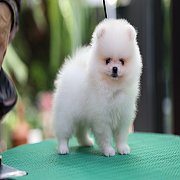 ขายลูกปอมเมอเรเนียน น่ารัก เพศเมีย อายุ 2เดือน พร้อมย้ายบ้าน สอนการเลี้ยงฟรี สอบ...