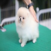 ขายลูกปอมเมอเรเนียน น่ารัก เพศเมีย อายุ 2เดือน พร้อมย้ายบ้าน สอนการเลี้ยงฟรี สอบ...