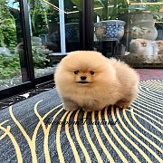 ขายลูกปอมเมอเรเนียน น่ารัก เพศเมีย อายุ 2เดือน พร้อมย้ายบ้าน สอนการเลี้ยงฟรี สอบ...